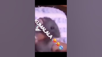 Kumamlalakumalala vesta