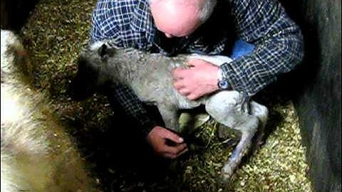 Notre petite rareté a 10 minutes vie au ranch BBSM