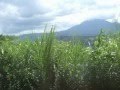 真夏の山歩き♪(Hokkaido Dog・Saluki) の動画、YouTube動画。