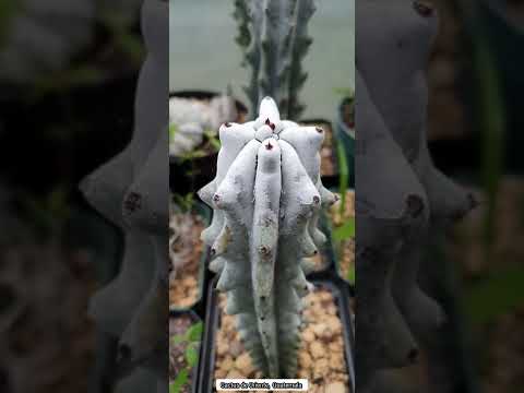 Video: Tipos de cactus Stenocereus: información sobre el cactus Stenocereus