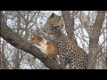 Young leopard catches dog in the African bush