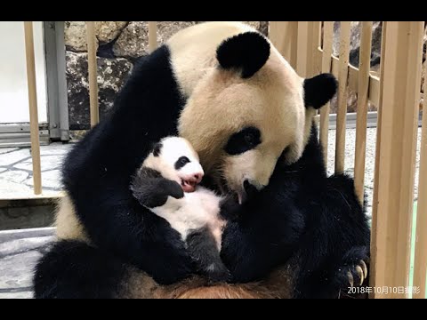 ピクニックワールド　さるパンダ被り物　4兄弟⁈ ピクニックワールド さるパンダ被り物 4兄弟⁈ ピクニック