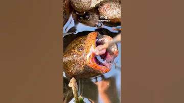 Top Viral Amazing Fishing Eel Fishing From Hole Using Hook TIK TOK 