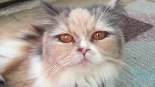 Chinchilla Anne Kedi Miya Yavruları Doyuruyor İran Kedisi sweet cats