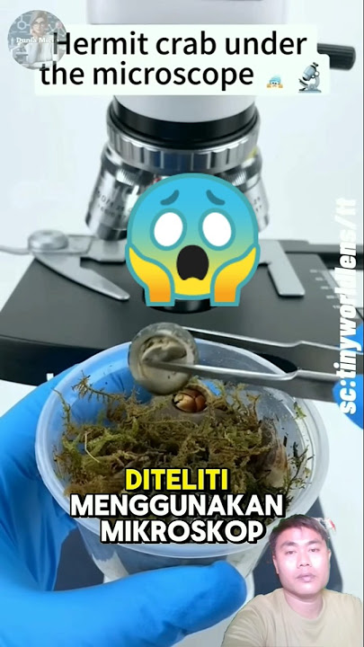 K3lom4ng s3w4 rum4h puny4 k3ong😱⁉️ #shorts #siput #reels #fyp #trending #viral #youtubeshorts