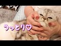 耳掃除と顔マッサージでうっとり顔の猫