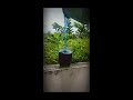 Blue Tea