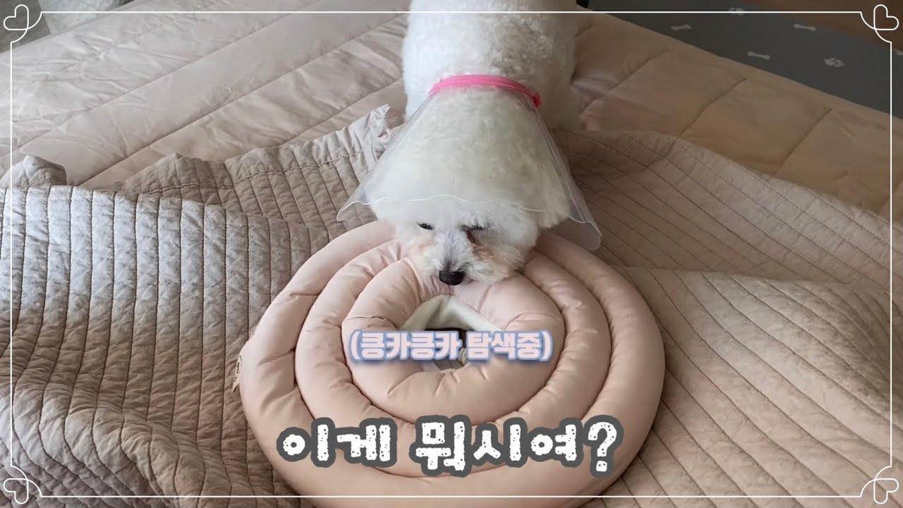 츄츄 동물병원 다녀왔어요😢 | 강아지 넥카라 추천