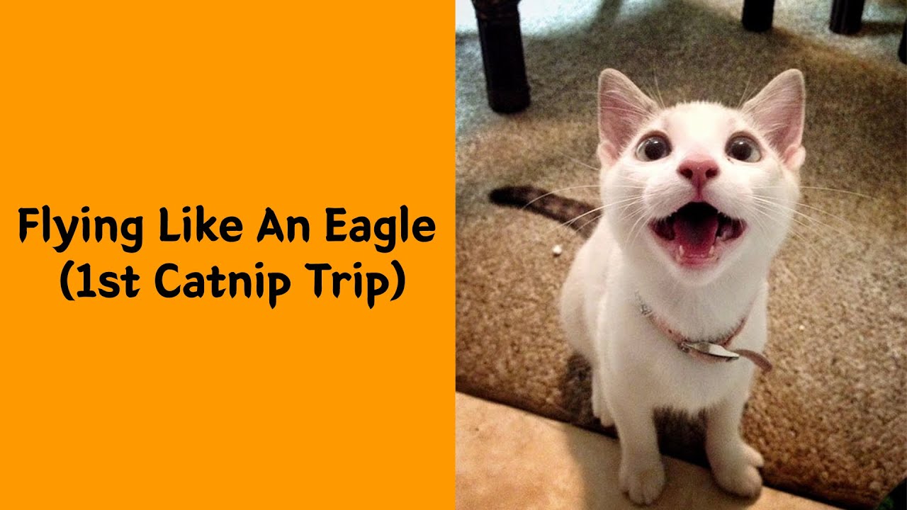 Cat tripping on catnip | Soule.lgbt