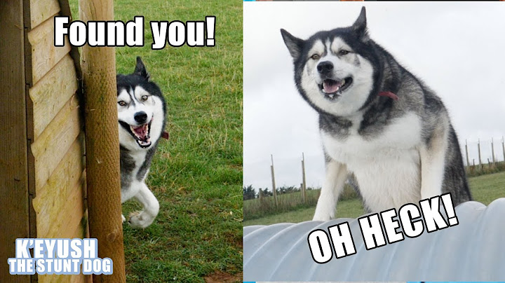 Hide And Seek With My SNEAKY Dog! He Cheats! TWICE!