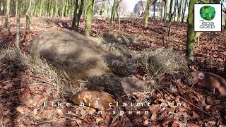 Pig birth in the forrest. geboorte van biggen in het bos