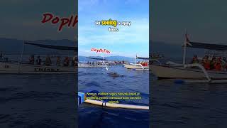 The Truth About Dolphin Tours In Bali