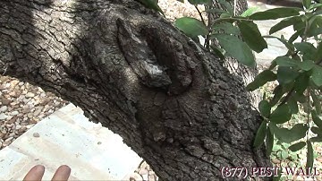 How Acrobat Ants Get in Your Yard and Home -Texas Pest Control - Bulwark Exterminating