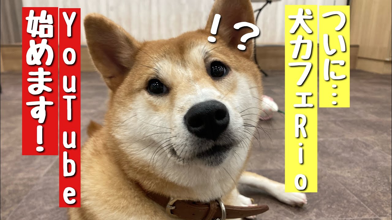 ついに 犬カフェrio Youtube始めます Youtube