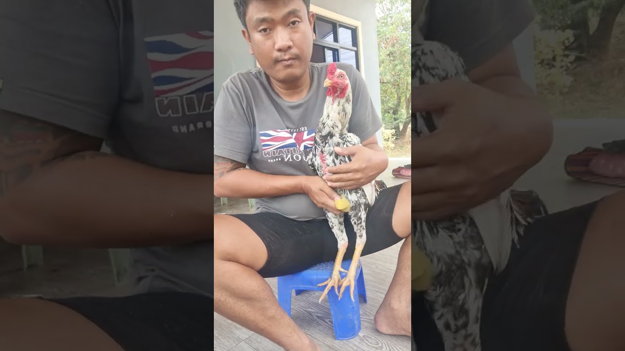 ตัดตอไก่แบบใหนกัน​ ไก่ชน