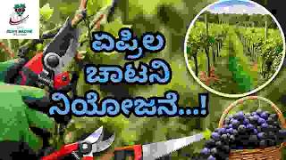 Grape Master द्राक्षसेवा -ಏಪ್ರಿಲ ಚಾಟನಿ ನಿಯೋಜನೆ…!? screenshot 4