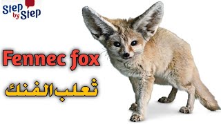 نطق كلمة Fennec fox ثعلب الفنك 🗣️