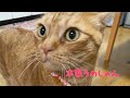 【本家】おしゃべりペット うめしゃん　しゃおりに裏切られたねん🙀