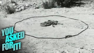 Can a Snake Really Cross a Horsehair Rope? | You Asked For It