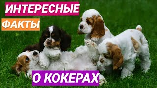 видео: Интересные факты об американских кокер-спаниелях / Плюсы и минусы породы Американский кокер-спаниель картинка: Интересные факты об американских кокер-спаниелях / Плюсы и минусы породы Американский кокер-спаниель