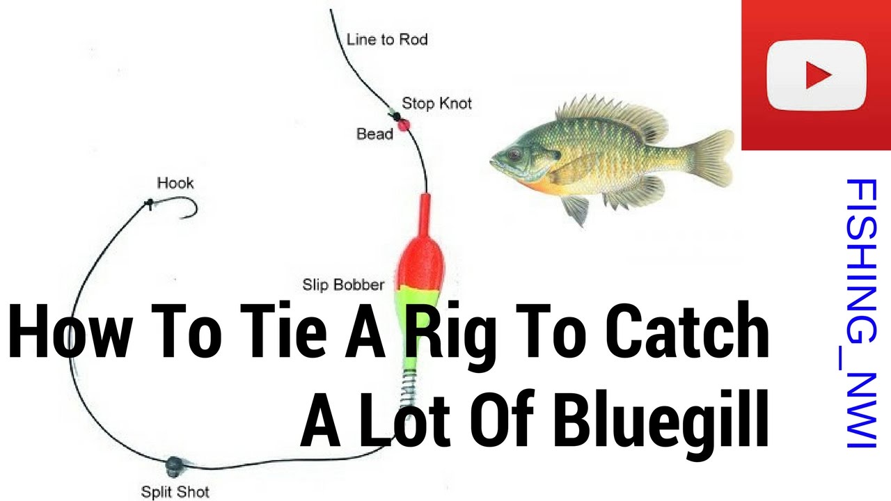 How To Tie a Basic Rig To Catch Lots Of Bluegill!! 