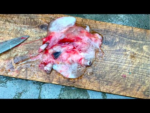 Guess what this <strong>is</strong>! Jelly from <strong>Fish</strong>?