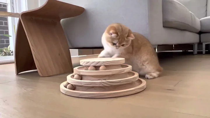 Watch the video about British shorthair and cat tower toy without the noises