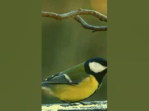 Vögel im Garten Die Kohlmeise garten gartentipps gartenarbeit 
