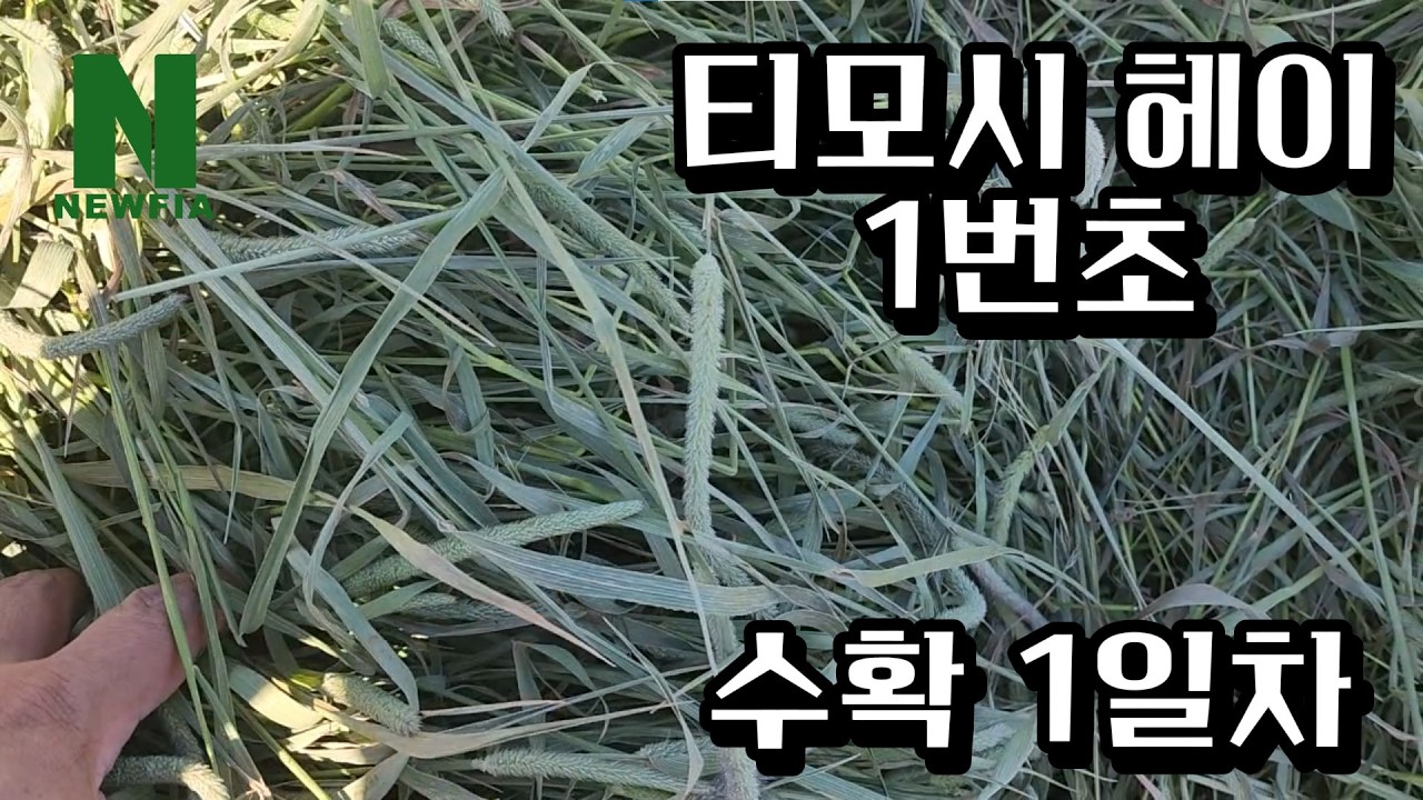 [뉴피아 | Ep.01] 티모시 헤이 1번초 - 수확 1일차