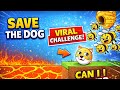 Can I Protect the Dog from Bees? 😱 (Hard Levels!)