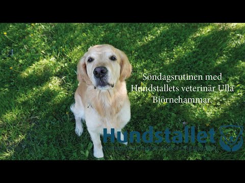 Video: Var Ditt Eget Husdjursförsäkringsbolag - Daglig Veterinär