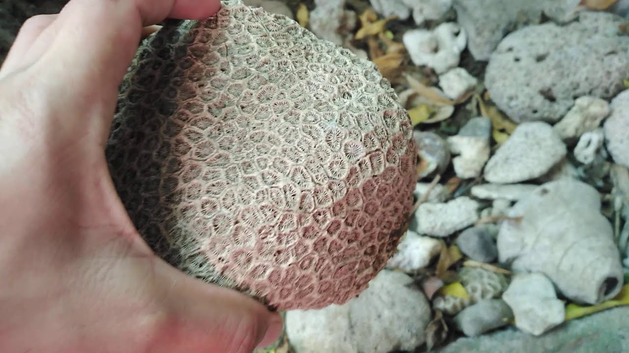 Hunting Petosky stone/ Gemstone philippines.