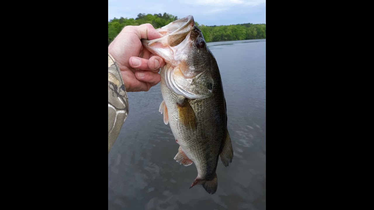 BIG BASS at Jamestown City Lake, North Carolina
