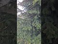 Zaunkönig-Gesang im Tannendickicht 🌲🐦           Wren song in the fir thicket 🌲🐦