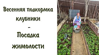 Весенняя подкормка клубники. Посадка жимолости