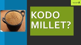 "Unlocking the Power of Kodo Millet: A Nutritious Superfood for a Healthy Lifestyle"