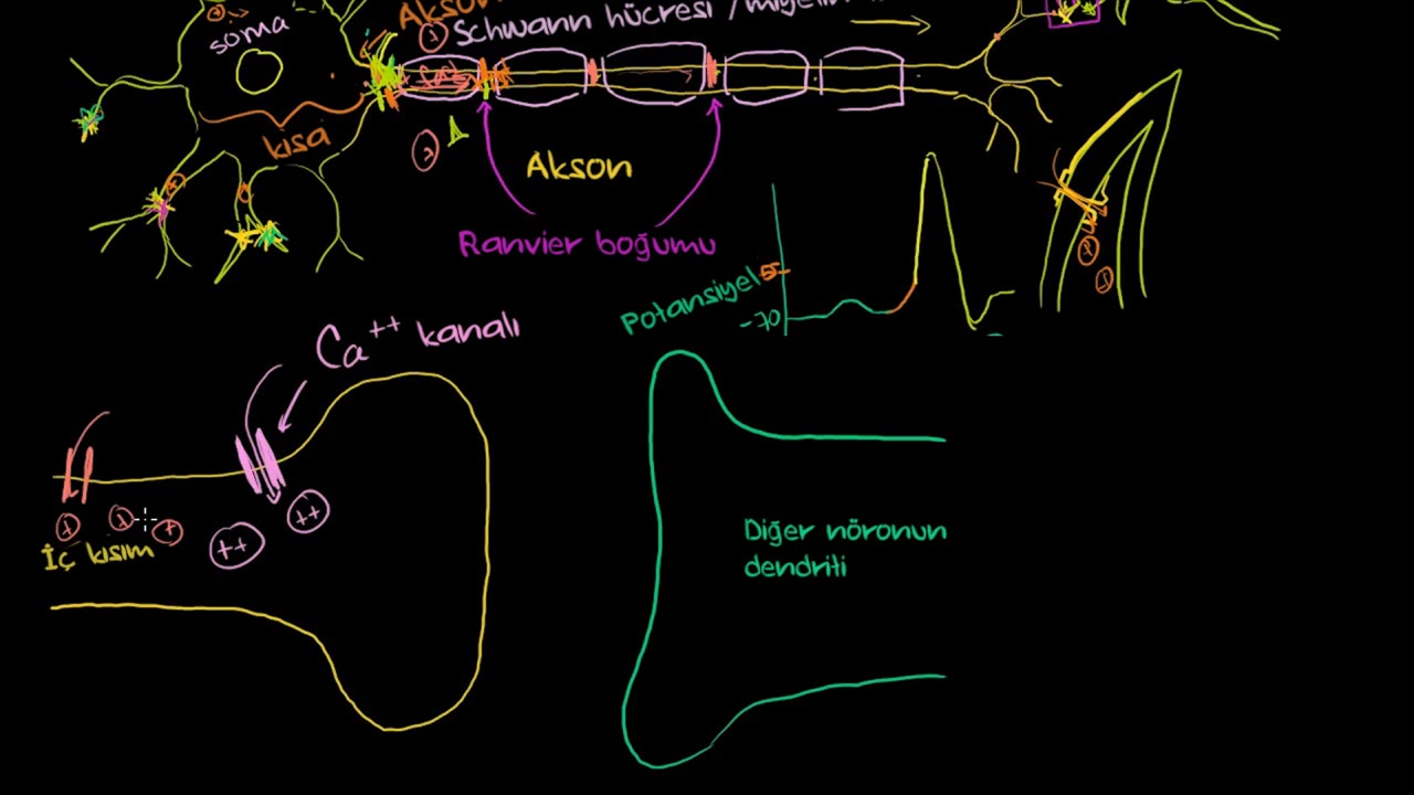 Nöron Sinapsları (Biyoloji) (Sağlık Bilgisi ve Tıp / Sinir Sistemi Fizyolojisi)