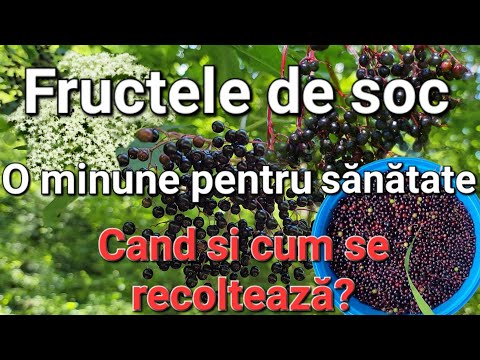 Video: Recoltarea fructelor de soc - Când sunt coapte fructele de soc