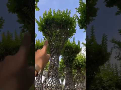 ورد القهوه شجره تتحمل كل الضروف بغداد اكسبلور العراق  نباتي  الموصل ترند اربيل