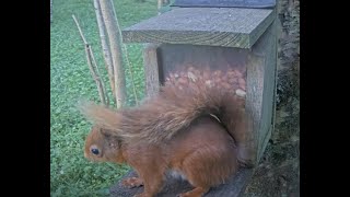 Preview of stream Loch Leven Red Squirrel feeder camera