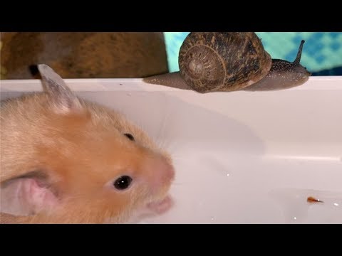 HAMSTER carrera en PISCINA DE NOCHE con CARACOLES y PATRULLA CANINA | Súper Agente 100 aventuras