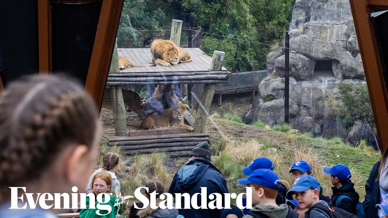 Zoo locked down after five lions escape from enclosure