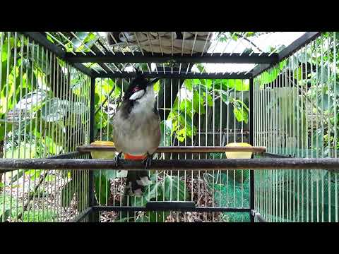 Video Chào Mào Ché Kích Bổi Sung Lửa | Luyện Chào Mào Hót... - youtube