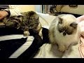 寝る時間に甘えに来る猫