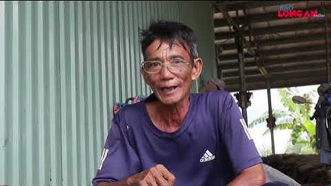 Tân Trụ  Nông dân thu hoạch lác gặp khó vì thời tiết bất lợi