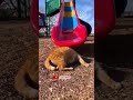 This Cat Tried The Playground Slide Watch The Landing