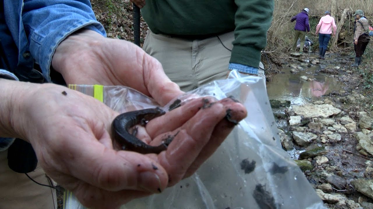 TENNESSEE NATURALIST PROGRAM