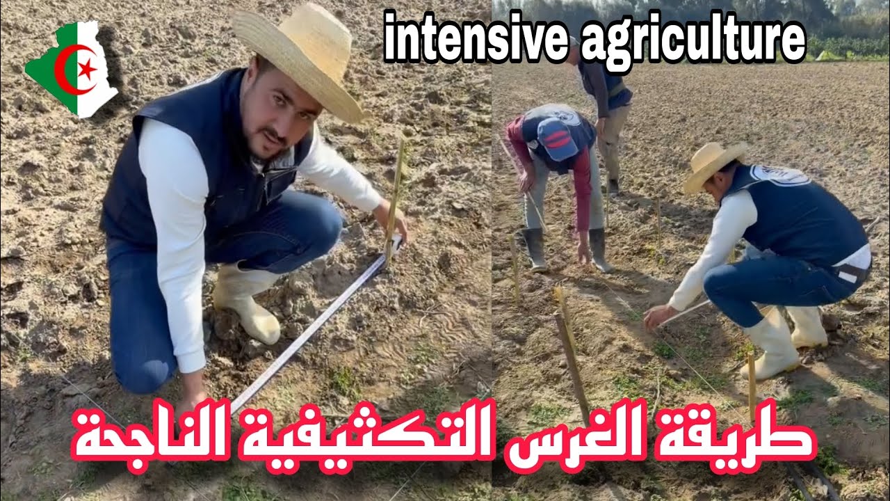 فيديو لي أصحاب مساحات صغير طريقة الغرس بالطريقة التكثيفية الحديثة intensive agriculture