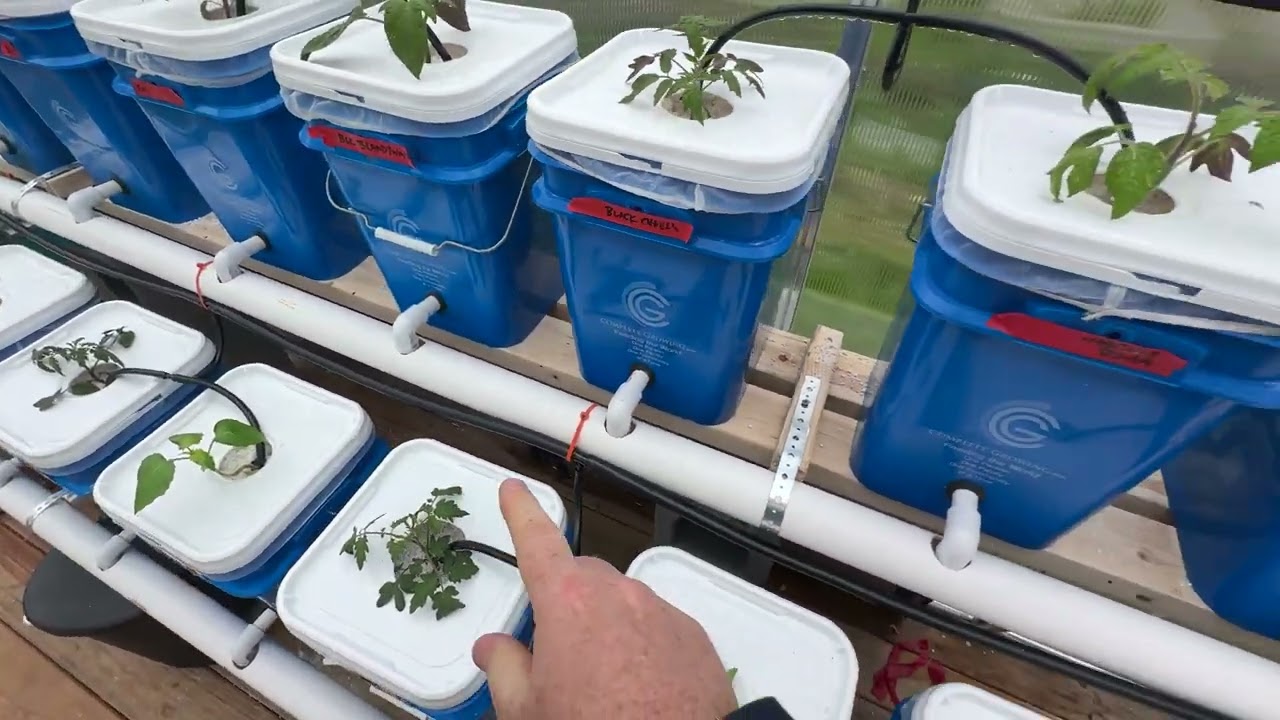 Final Setup of Dutch Bucket System - Pipe and Hose Details