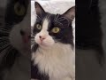 Scarlett watching Tarot Reading #cat #shorts